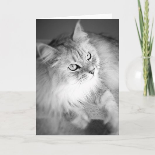 Sensationele Siberische Blank Kaart (Voorkant)