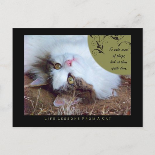 Sense Leçons De Vie D'Une Carte Postale Chat (Devant)