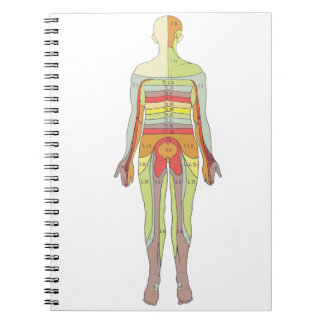 Sensorische Dermatomen Neurologie Notitieboek