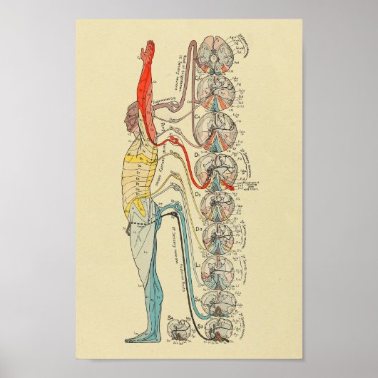 Sensorische zenuw Nerves Medische anatomie Grafiek Poster (Voorkant)