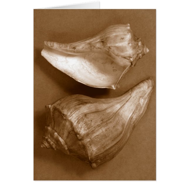 Sensual Shells (Voorkant)