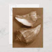 Sensual Shells Briefkaart (Voorkant / Achterkant)