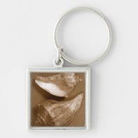 Sensual Shells