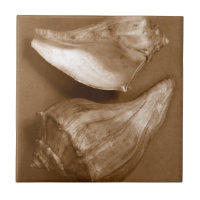 Sensual Shells