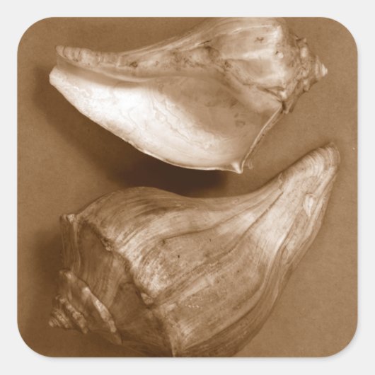 Sensual Shells Vierkante Sticker (Voorkant)