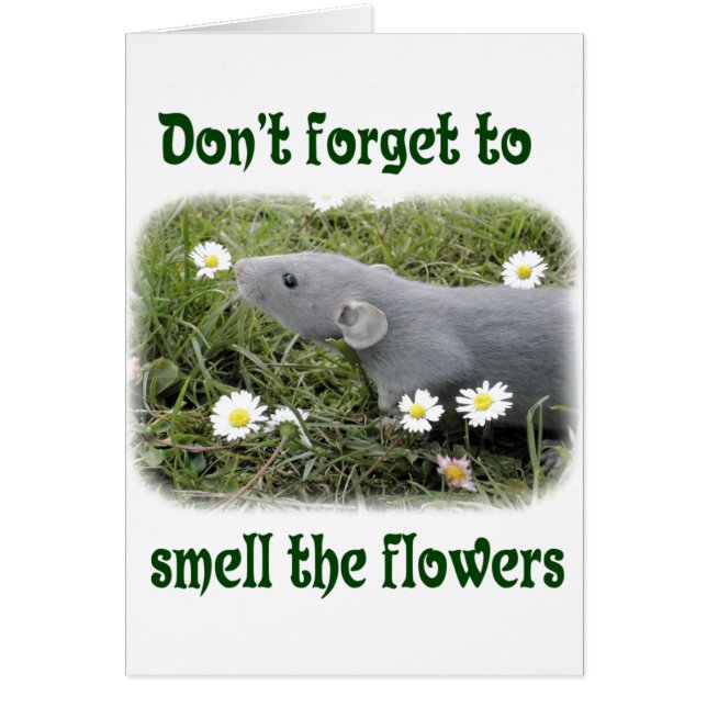 Sentez les fleurs (Devant)