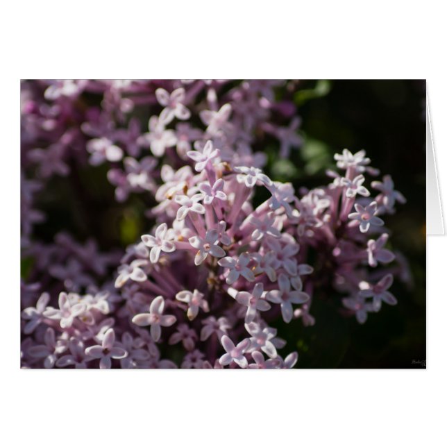 Sentez Que Lilac (Devant Horizontal)