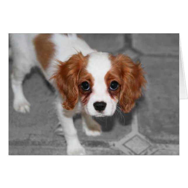 Sentez-vous mieux Cavalier King Charles Spaniel Ca (Devant horizontal)