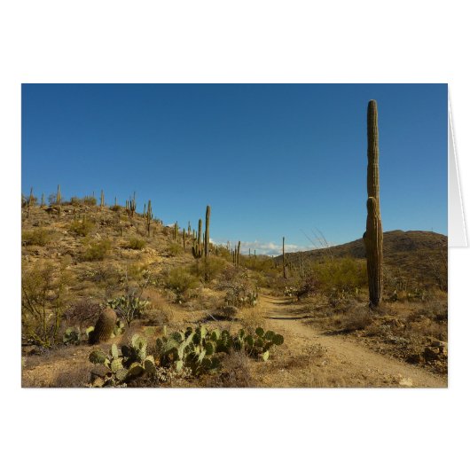 Sentier Carillo du Saguaro dans le parc national d (Devant horizontal)