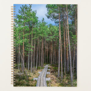 Sentier en bois dans la forêt de pins