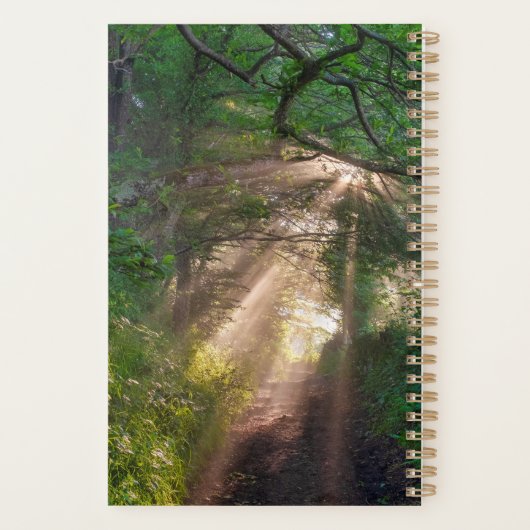 sentier forestier (Dos)