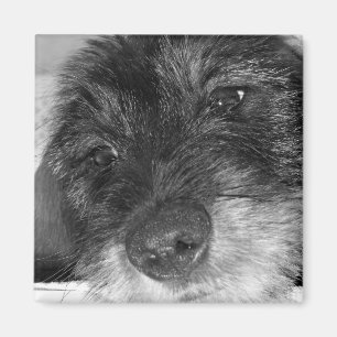 Sentimentaal Magneet