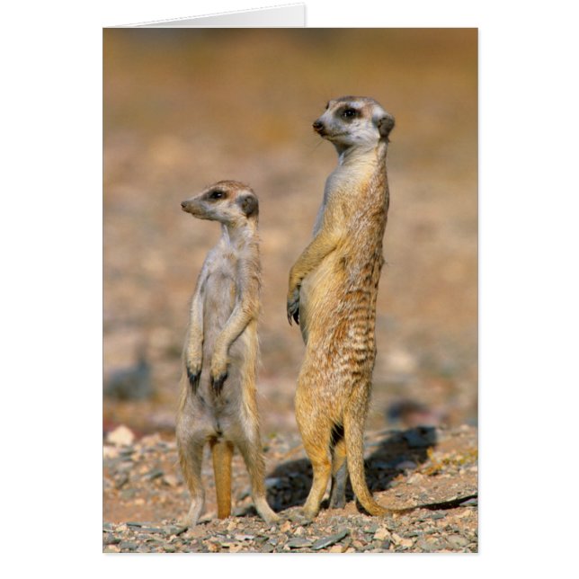 Sentinelles de suricates (Suricata suricatta), Kar (Devant)