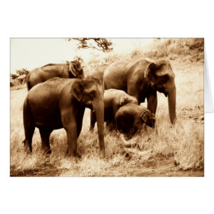 Séphie des éléphants indiens