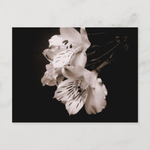 Sepia Alstroemeria Lily Briefkaart