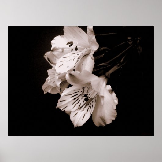 Sepia Alstroemeria Lily Poster (Devant)