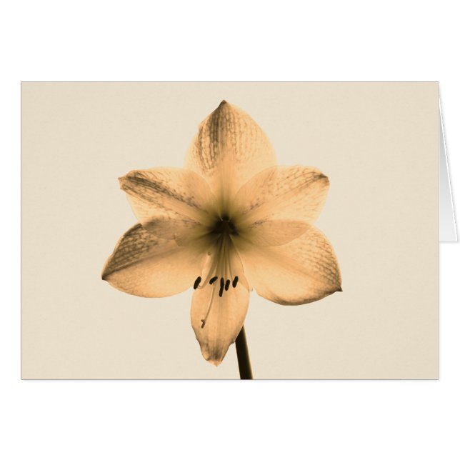 sepia amaryllis (Voorkant Horizontaal)