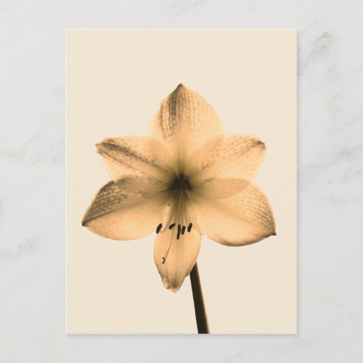sepia amaryllis briefkaart (Voorkant)