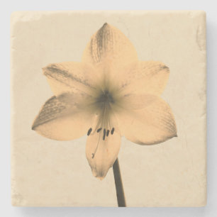 sepia amaryllis stenen onderzetter