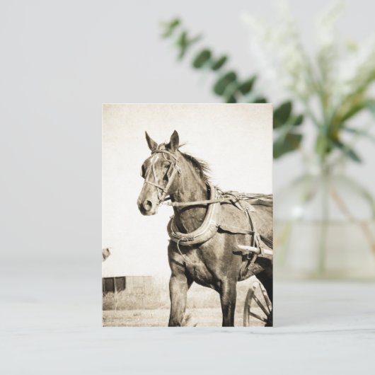 Sepia Amish Horse and Buggy Briefkaart (Staand voorkant)