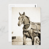 Sepia Amish Horse and Buggy Briefkaart (Voorkant / Achterkant)