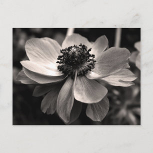Sepia Anemone Floral Photography Briefkaart