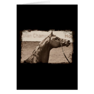 Sepia Arabian Stallion