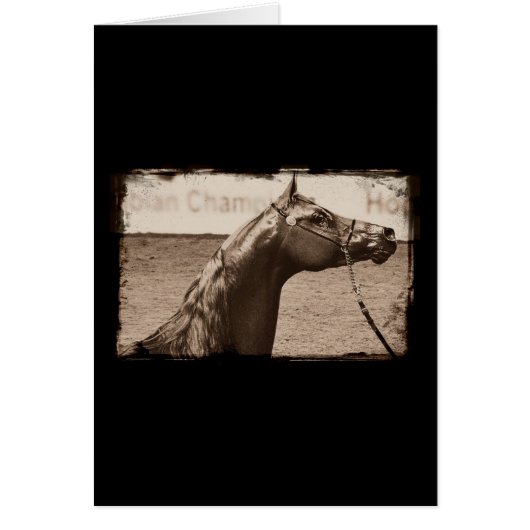 Sepia Arabian Stallion (Voorkant)