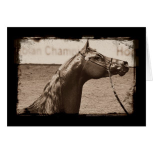 Sepia Arabian Stallion