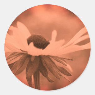  Sepia Black Eyed Susan Flower Ronde Sticker