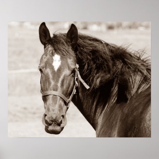 Sepia Brown Horse Poster (Voorkant)
