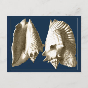 Sepia Conch Seashells Briefkaart