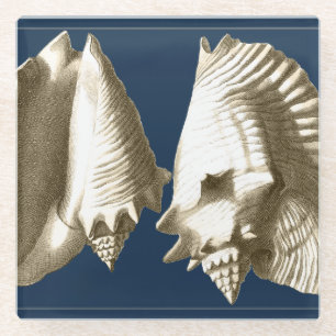 Sepia Conch Seashells Glazen Onderzetter