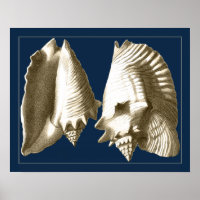 Sepia Conch Seashells