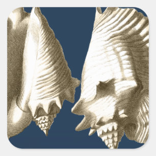 Sepia Conch Seashells Vierkante Sticker