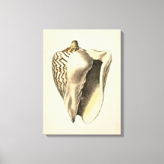  Sepia Conch Shell Canvas Afdruk (Voorkant)