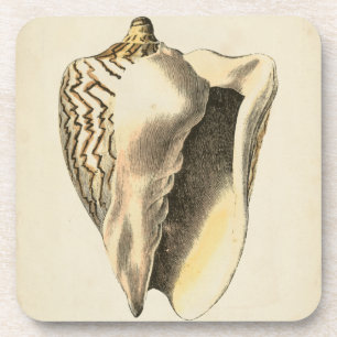  Sepia Conch Shell Drankjes Onderzetter