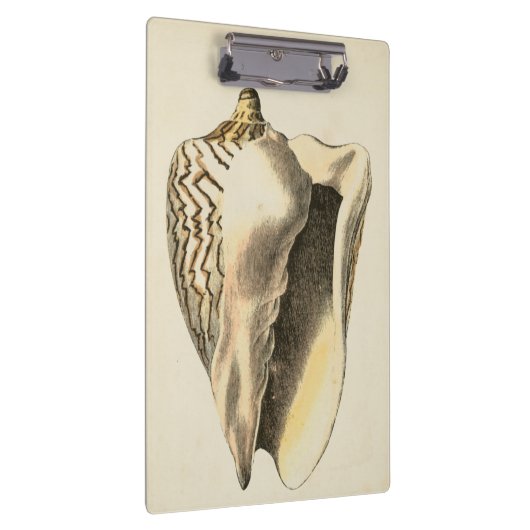Sepia Conch Shell Klembord (Rechts)