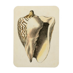  Sepia Conch Shell Magneet