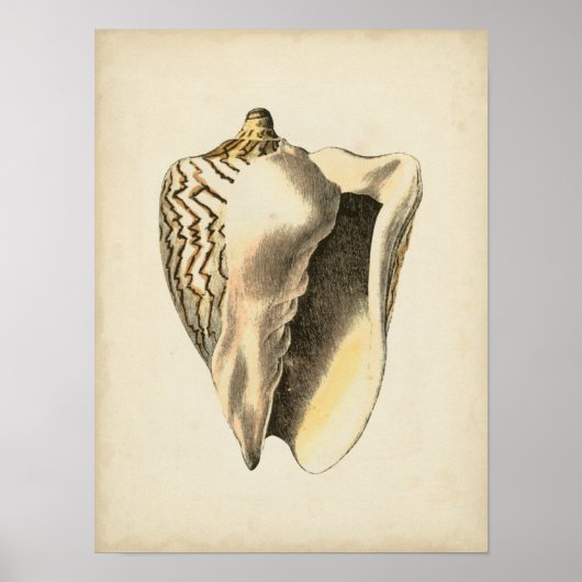 Sepia Conch Shell Poster (Voorkant)