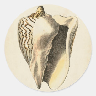 Sepia Conch Shell Ronde Sticker