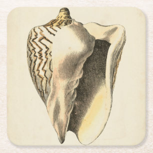 Sepia Conch Shell Vierkante Kartonnen Onderzetter