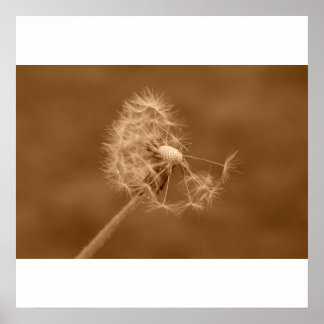 Sepia Dandelion Poster/Afdruk Poster