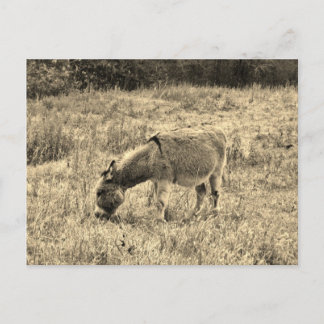 Sepia de Ezel van de Toon op een Gebied Briefkaart