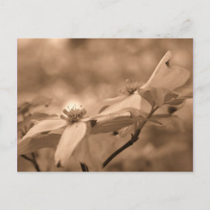 Sepia Dogwood Blossoms Fleur Photographie Carte Po