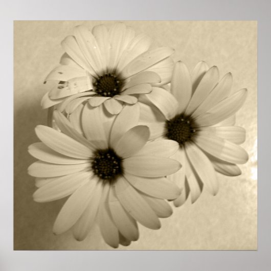 Sepia Flowers Poster (Voorkant)