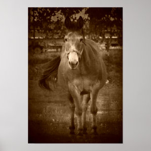 Sepia Hallo Daar Poster