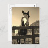 Sepia het Paard van de Toon Briefkaart (Voorkant / Achterkant)