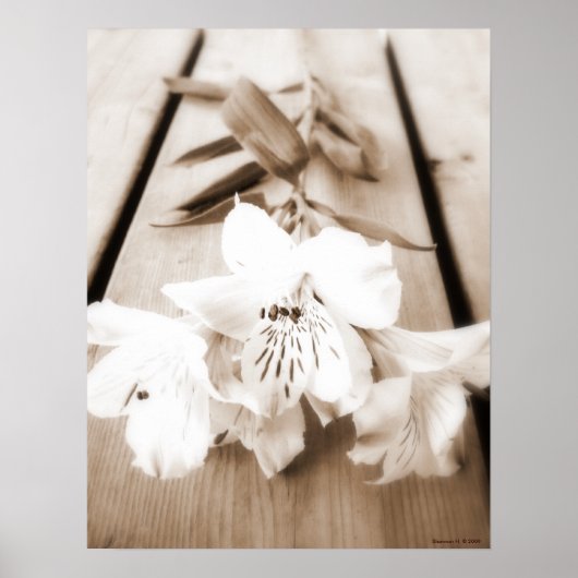 Sepia Lily Poster (Devant)