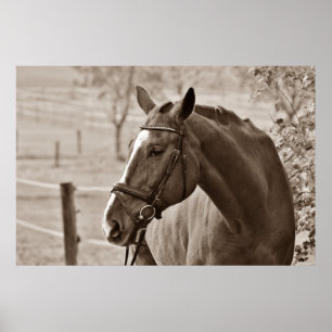 Sepia Paard - Kunstwerk voor dierenfotografie Poster